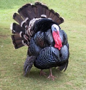 turkey