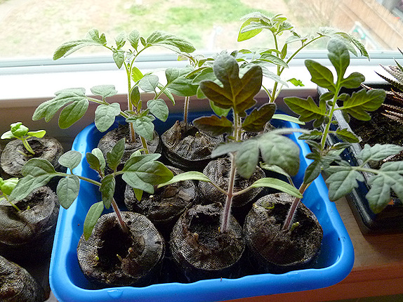 tomato seedlings ready to pot tomato seedlings ready to pot