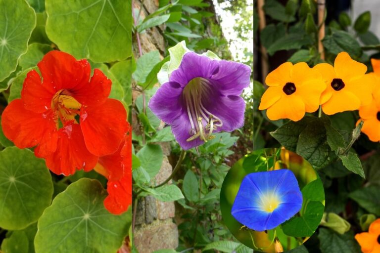 7 Easy Annual Flowering Vines for Your Garden Mom Foodie