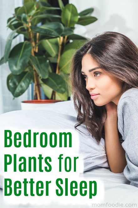 Bedroom Plants 7 Best Plants For A Restful Sleep Mom Foodie