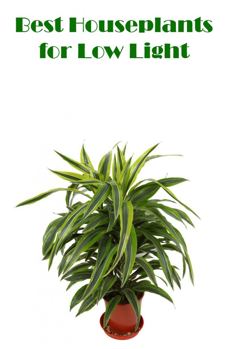 Best Houseplants for Low Light