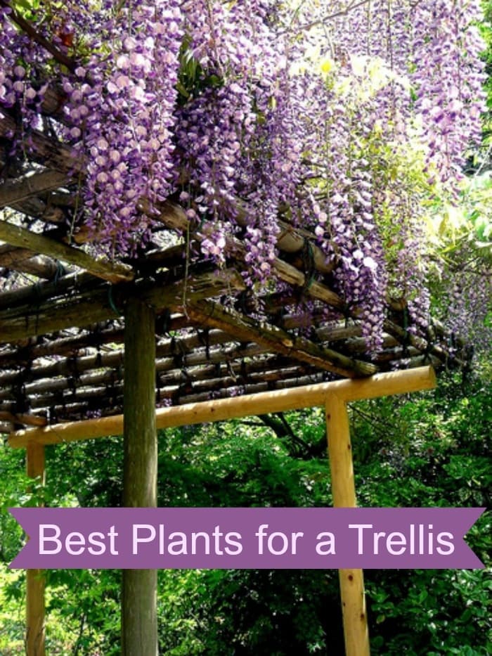 Best Plants for a Trellis