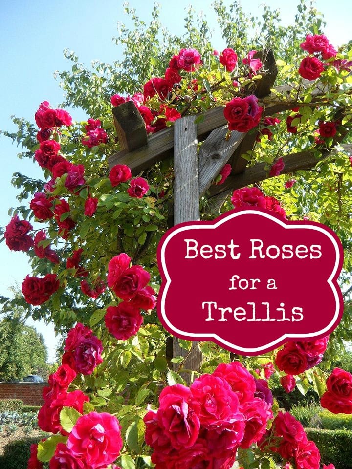 Best Roses for a Trellis