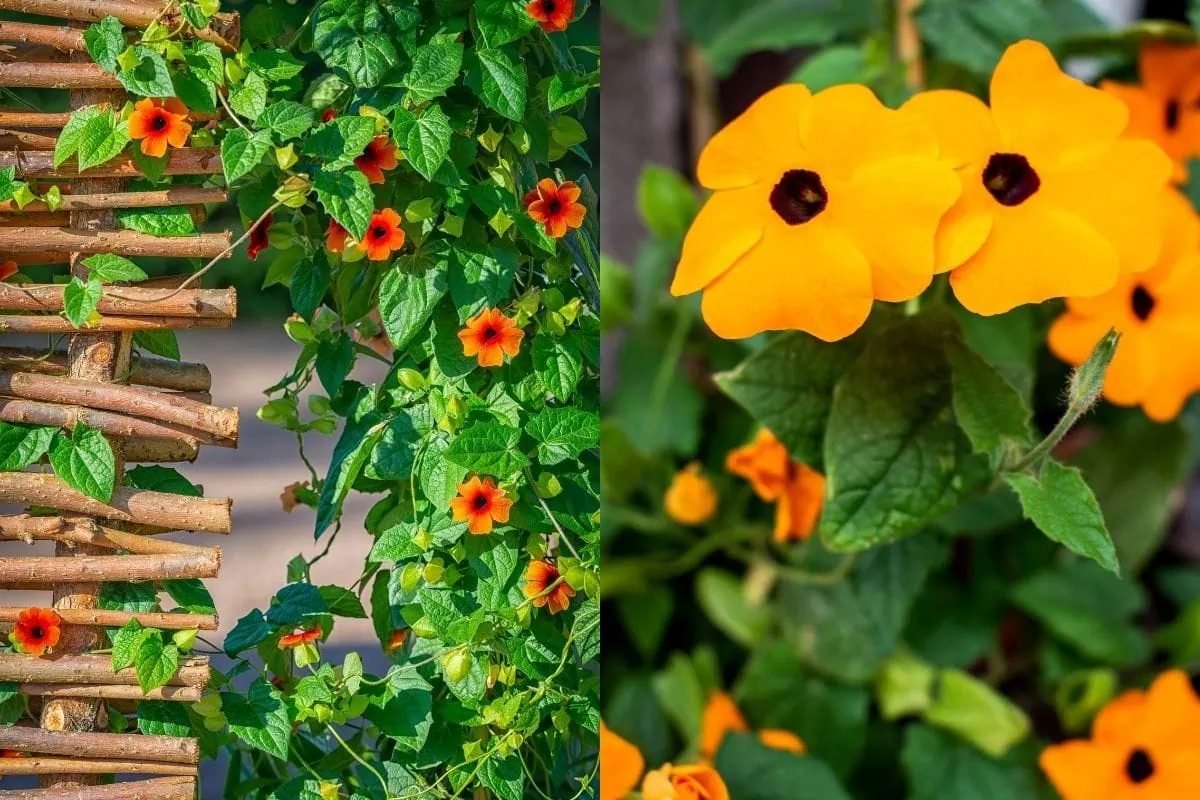 Black eyed Susan vine, shown climbing and close up of the flowers