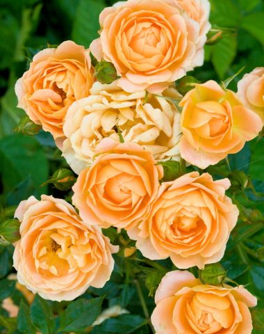 DIY rose food