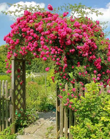 Rose trellis arch