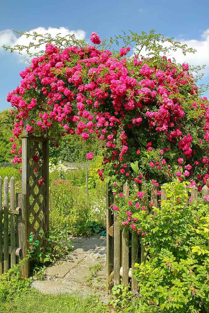 Rose trellis arch