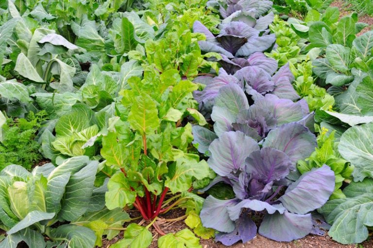 13 Frost Tolerant Vegetables Fall Vegetables to Plant Now Mom Foodie