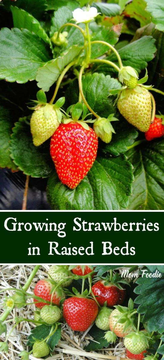 Growing Strawberries in Raised Beds - tips for a successful raised bed strawberry garden