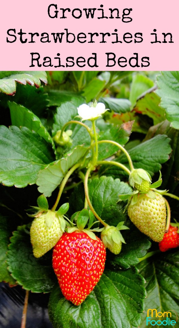 Growing Strawberries in Raised Beds