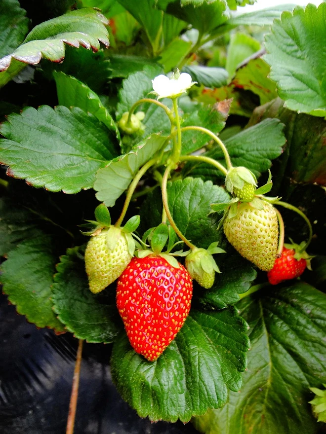 Growing strawberries in raised beds