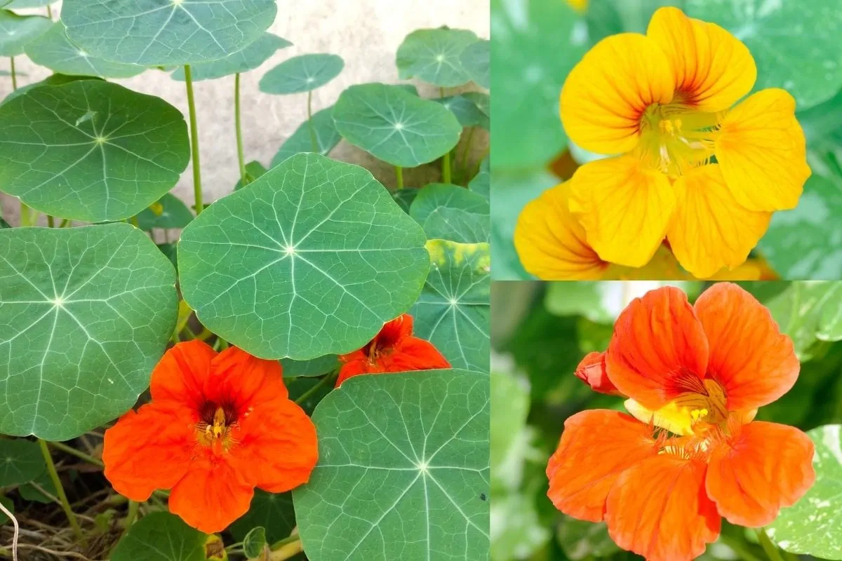 Nasturtiums, red, yellow and orange versions shown with leaves.