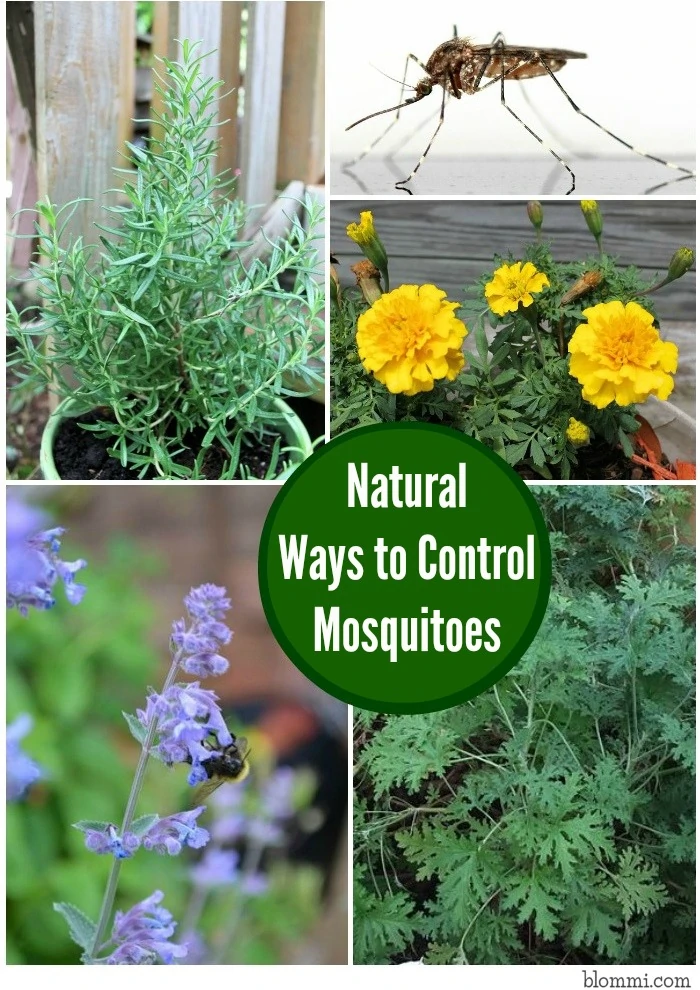 Natural Ways to Control Mosquitoes