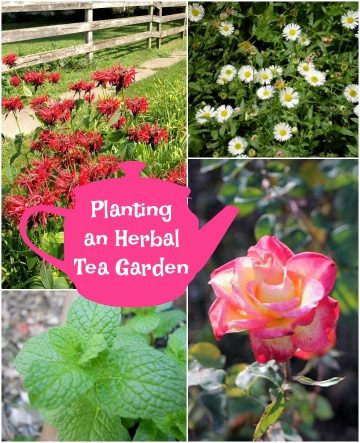 Planting an Herbal Tea Garden - Mom Foodie