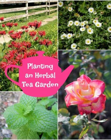 Planting an Herbal Tea Garden