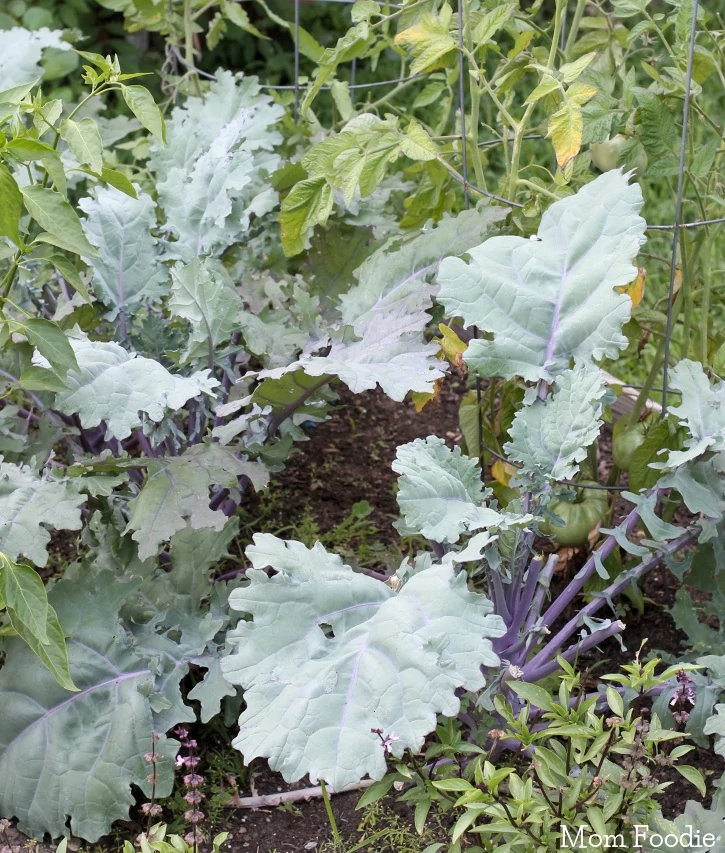 Russian Kale Plants in garden