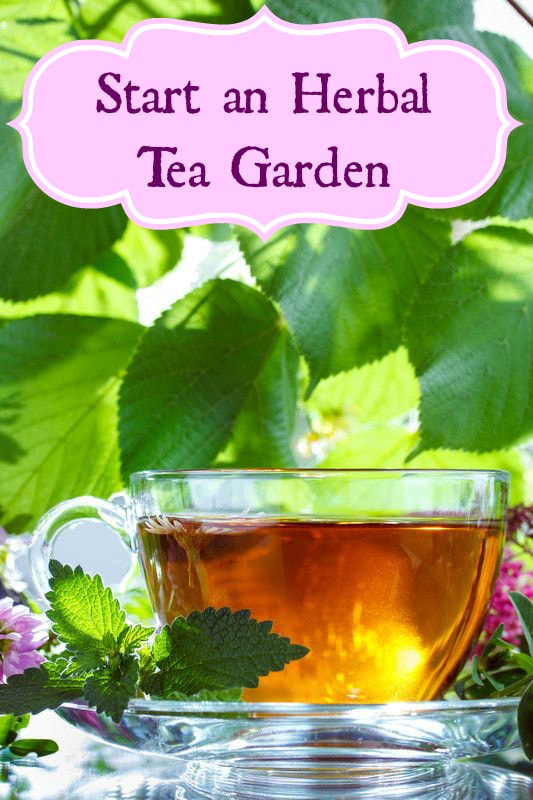 Start an Herbal Tea Garden
