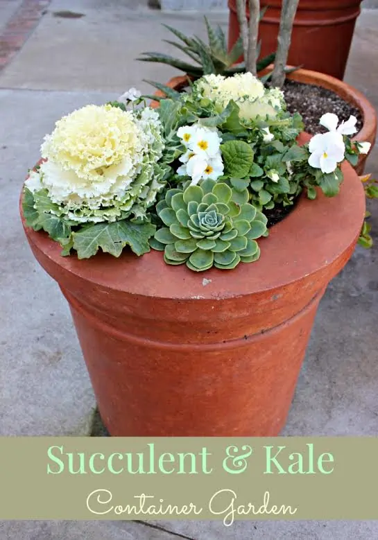 Succulent & Kale Container Garden