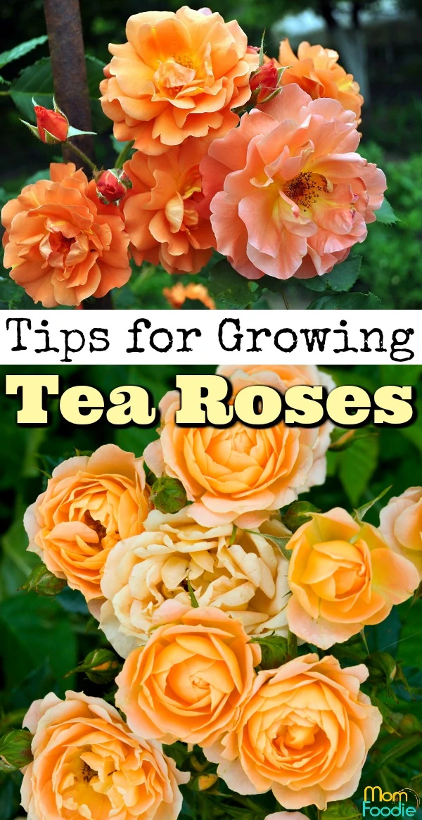 Tips for Growing Tea Roses