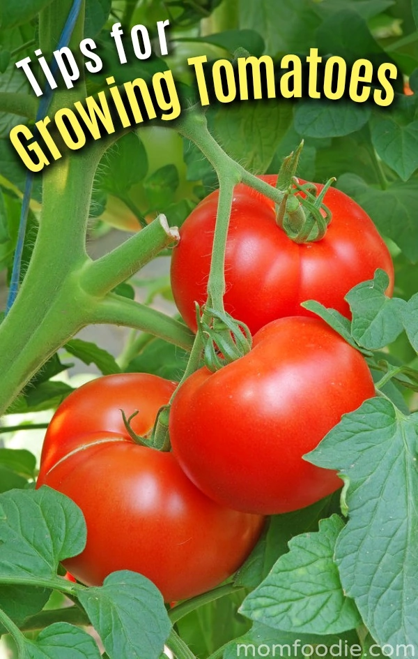 Tips for Growing Tomatoes