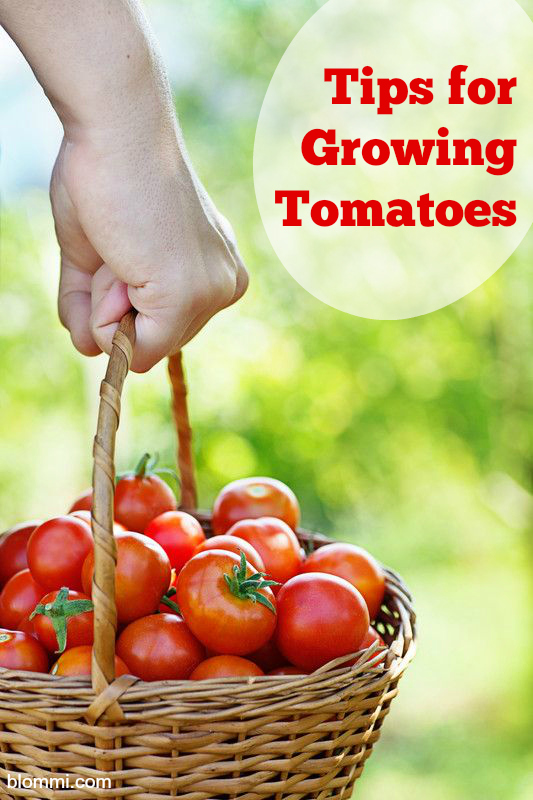 Tomato Growing Tips: Have a Successful Tomato Garden this Year!