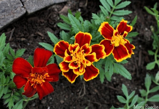 Uses for Marigolds - Garden to Kitchen to Crafting and more