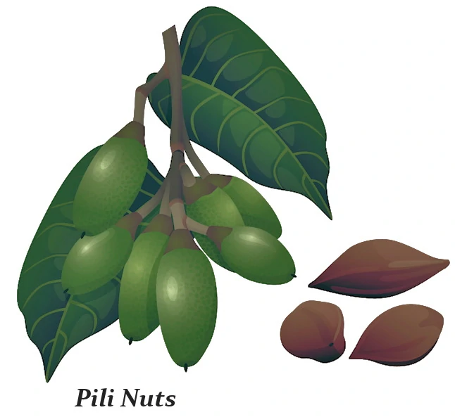 What are Pili Nuts