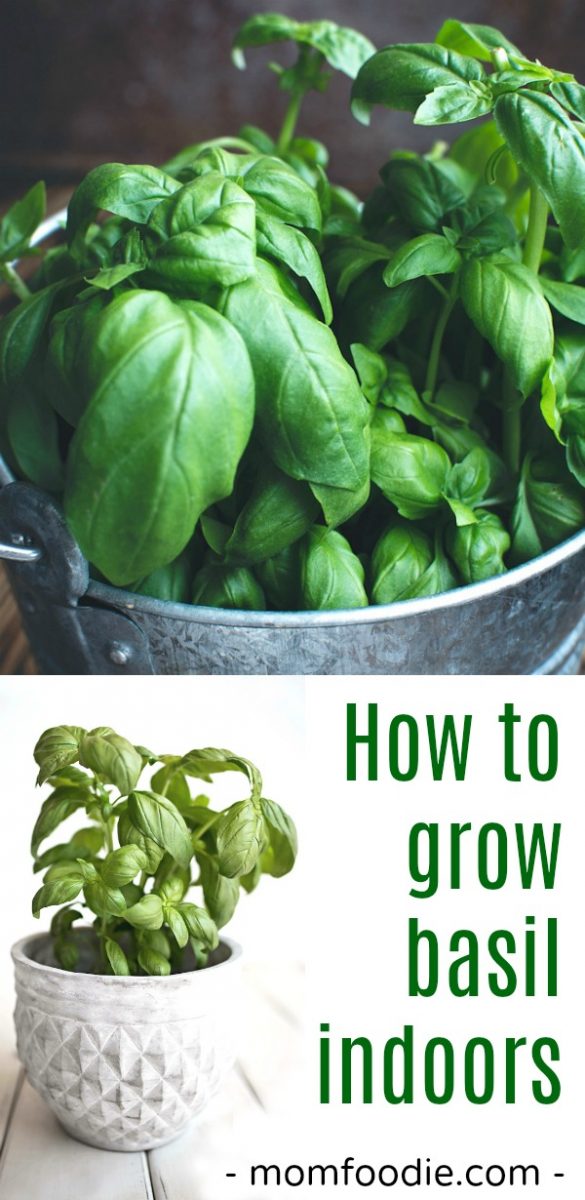 How to Grow Basil Indoors Mom Foodie