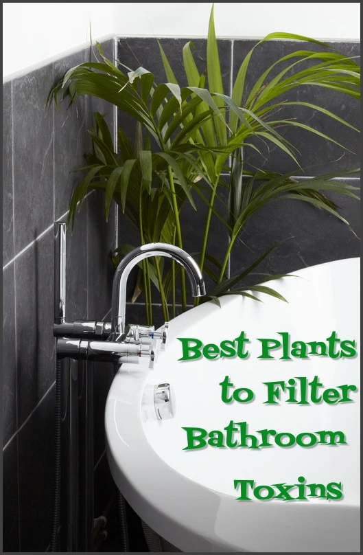 best air purifying bathroom plants