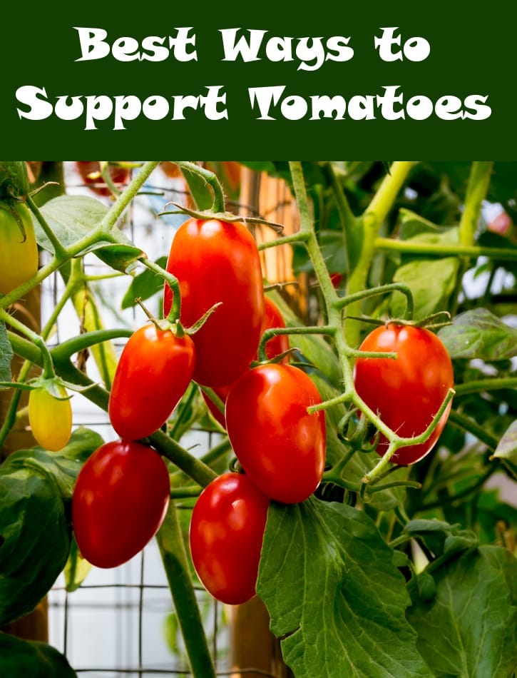 best ways to support tomatoes