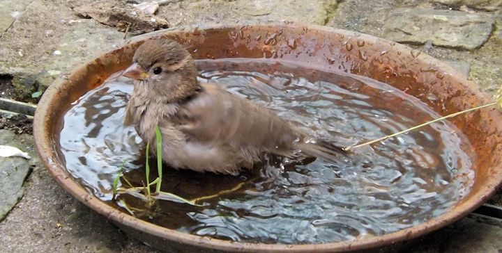 bird in bath