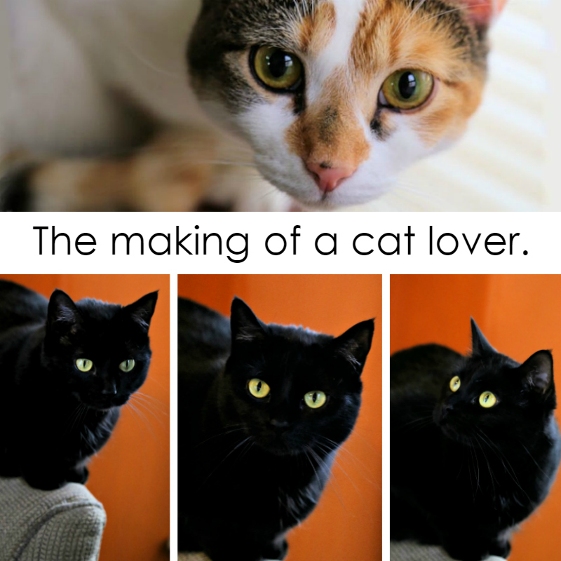 post created by The*cats-lover