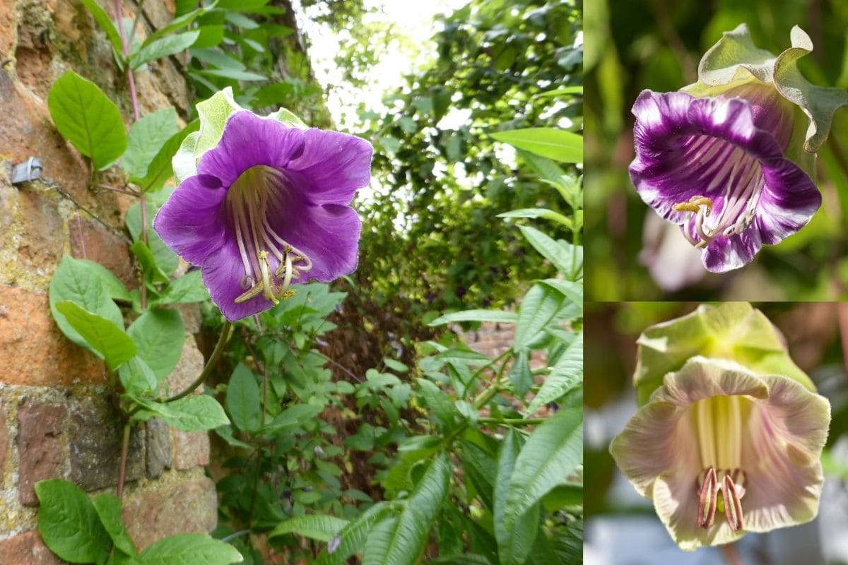 cup and saucer vine shown climbing brick wall plus close ups of purple and lighter colored flowers