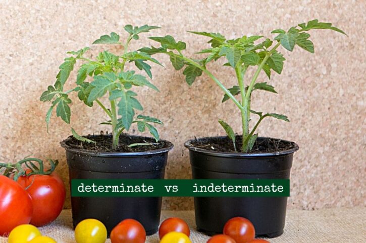 determinate vs indeterminate tomato varieties staking supports
