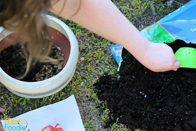 dirt for dinosaur planter