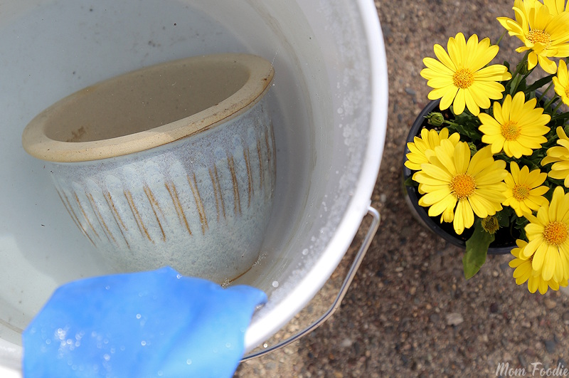 disinfecting planters with bleach