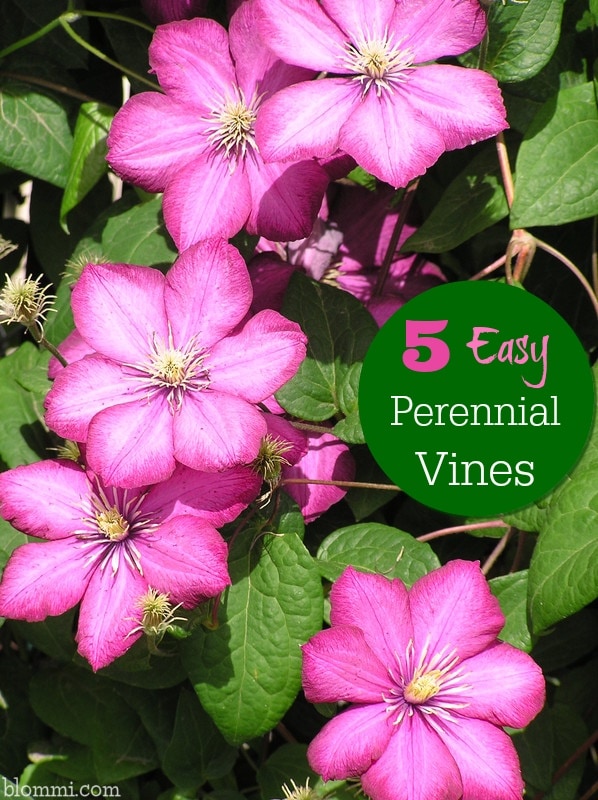 5 Easy Perennial Vines for Your Garden - Mom Foodie