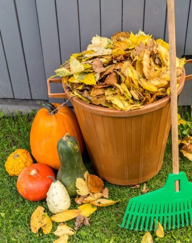 fall vegetable garden clean up