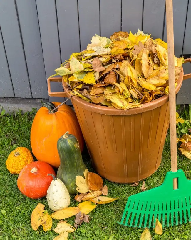 fall vegetable garden clean up