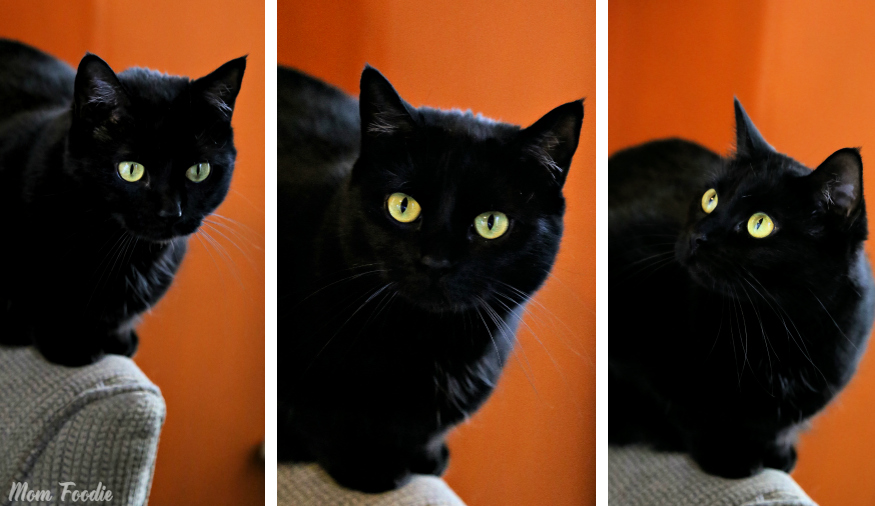 feline ambassador