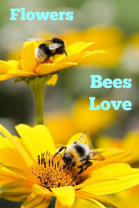 Flowers Bees Love - Mom Foodie