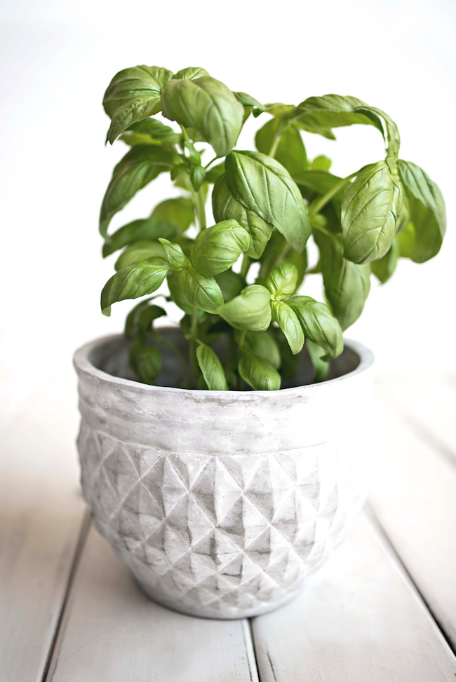 How to Grow Basil Indoors Mom Foodie