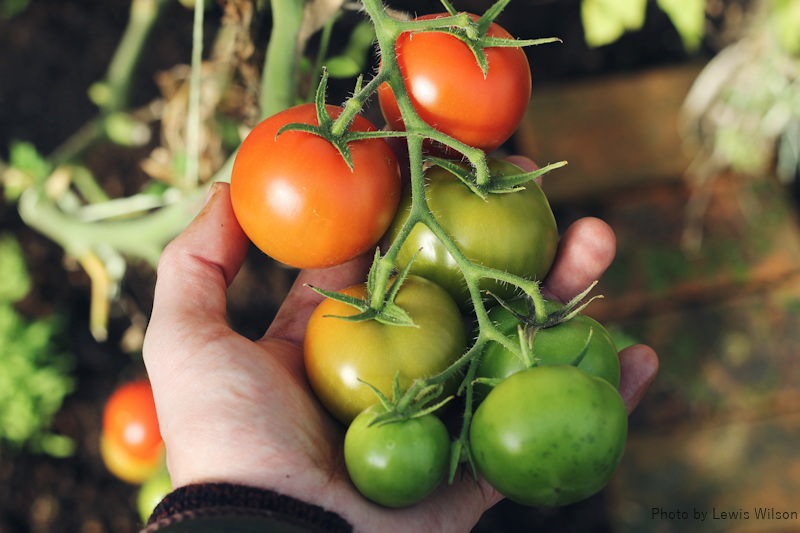 growing tomatoes in raised beds
