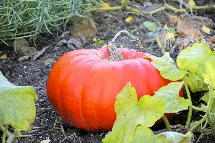 growing pumpkins tips