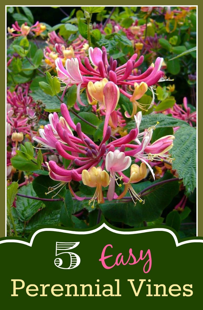 5 Easy Perennial Vines for Your Garden - Mom Foodie