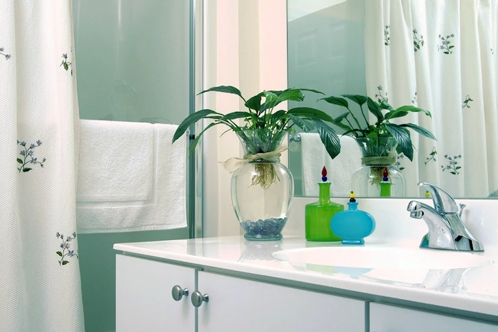 best plants for bathroom toxins