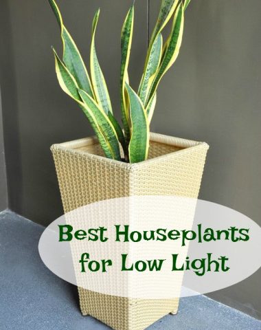 houseplants for low light