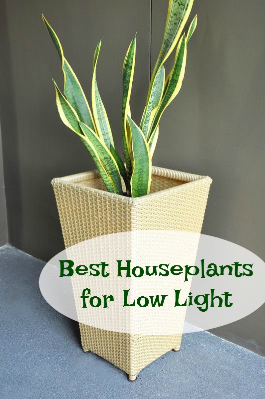 houseplants for low light