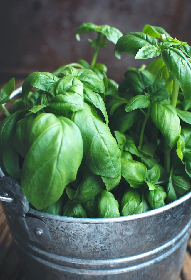 how to grow basil indoors