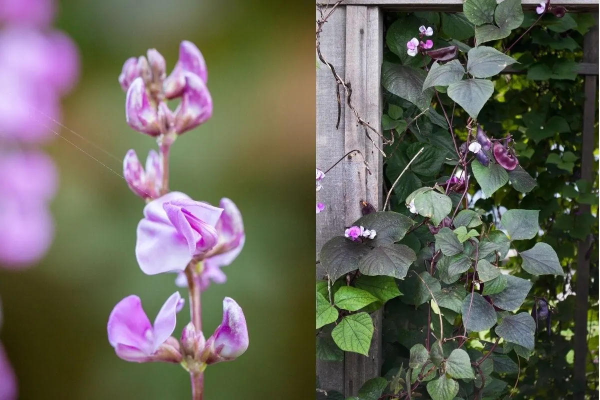 hyacinth bean vine shown climbing trellis and close up of purple flower
